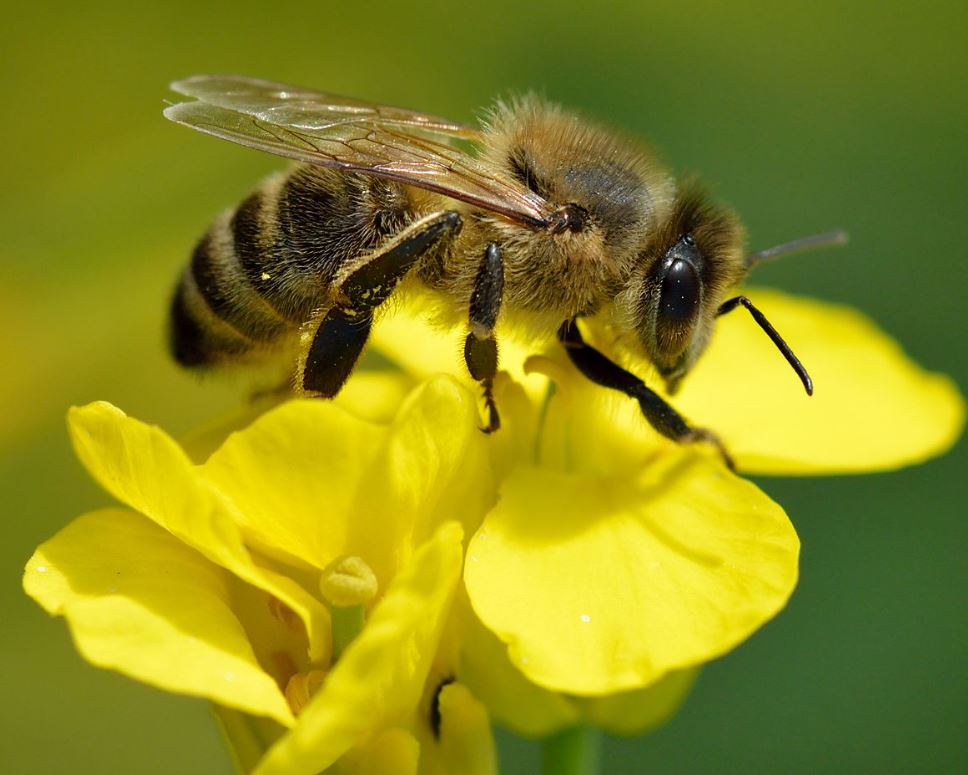 Abeja Melifera